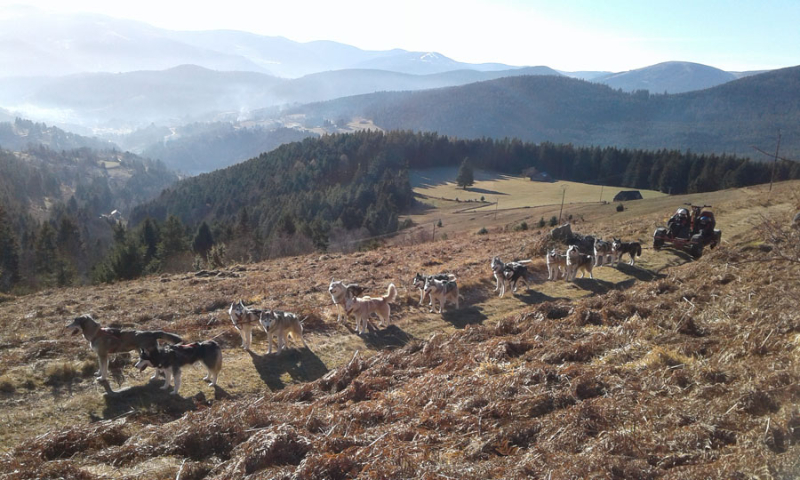 Balade en traîneau tiré par des chevaux - Chemins du Nord - Balades en  traîneau tiré par des rennes et des chiens - Orbey - Alsace